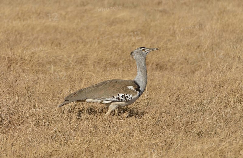 Kori Bustard (Ardeotis kori) in the Ngorongoro Crater, Ngorongoro Conservation Area, Tanzania, Africa