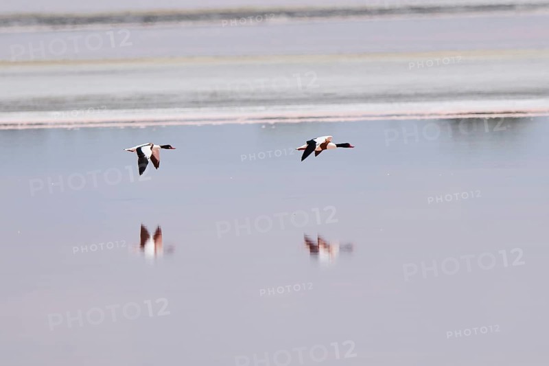 Common shelduck (Tadorna tadorna) couple flying above the water of a salt water pond, Camargue, France, Europe