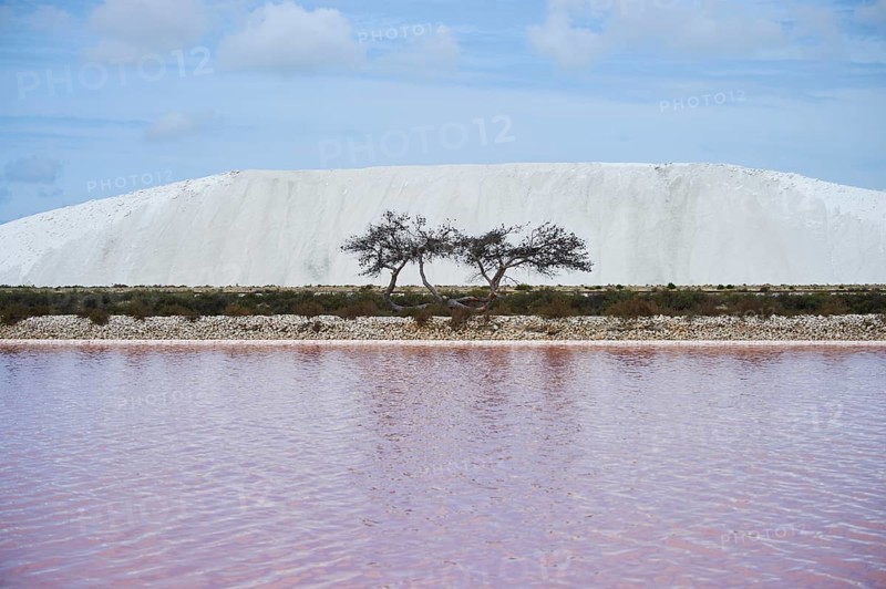 Dead Scots pine (Pinus sylvestris) between a little salt water pond for industrial salt production and a salt mountain, Aigues-Mortes, Camargue, France, Europe