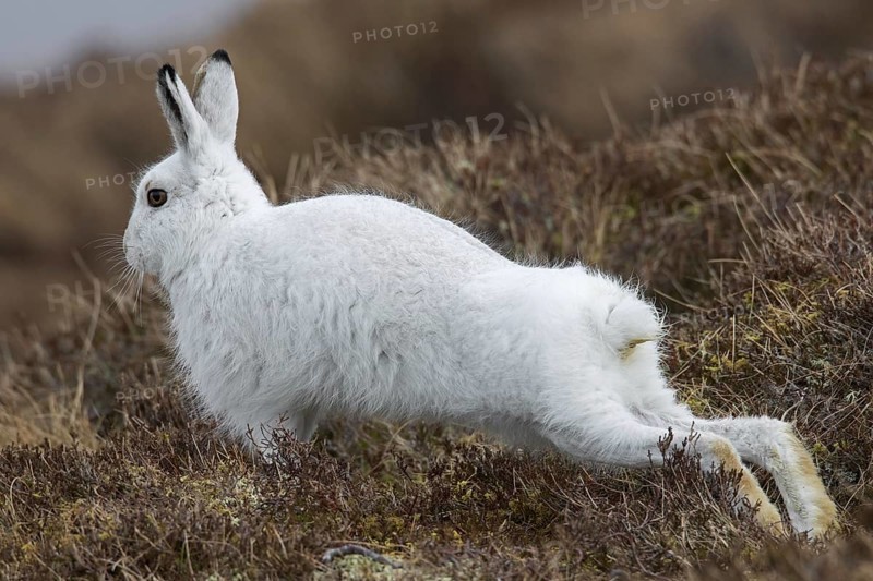 Mountain hare (Lepus timidus), Alpine hare, snow hare in white winter pelage stretching limbs in moorland, heathland in spring