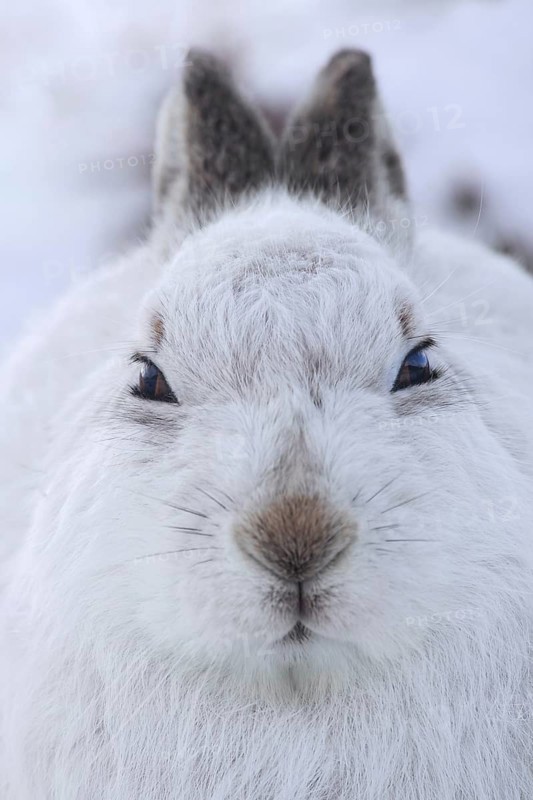 Close-up portrait of mountain hare (Lepus timidus), Alpine hare, snow hare in white winter pelage sitting in the snow, Cairngorms NP, Scotland, UK