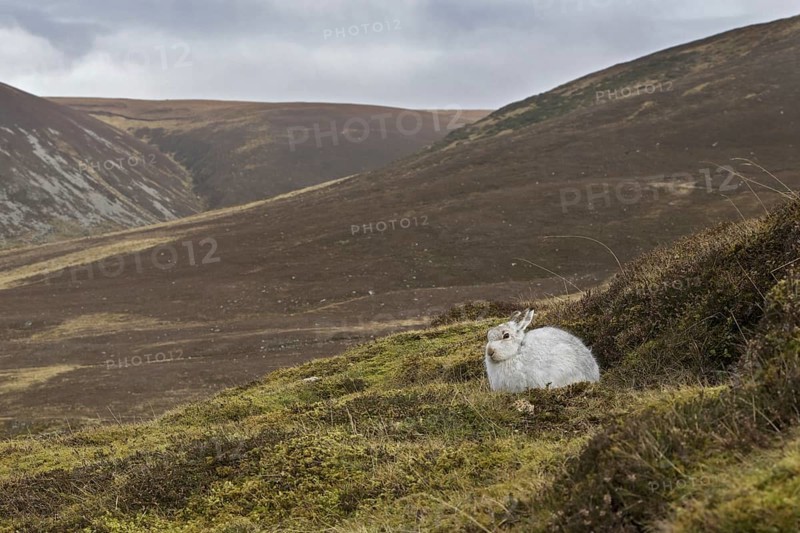 Mountain hare (Lepus timidus), Alpine hare, snow hare in white winter pelage resting in the Cairngorms National Park in spring, Scotland, UK