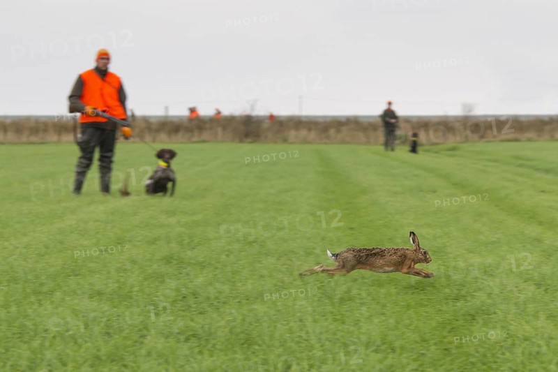 Hunters with rifle and gun dogs watching fleeing brown hare (Lepus europaeus) in grassland during the hunting season in autumn
