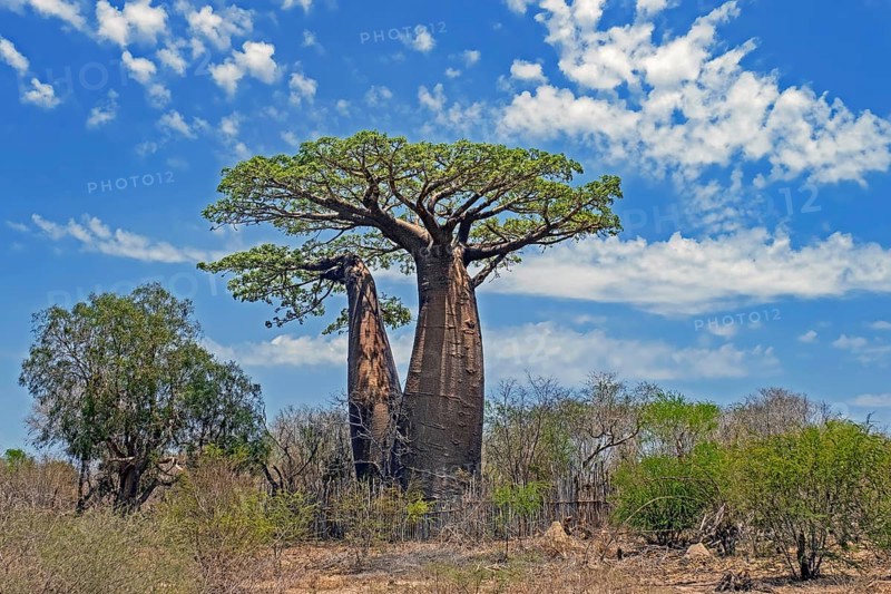 Grandidier's baobab (Adansonia grandidieri), giant baobab, baobab malgache, Menabe Region, Madagascar, Africa