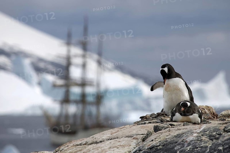 Gentoo Penguins (Pygoscelis papua) and the tallship Europa, a three-masted barque, at Port Charcot, Wilhelm Archipel, Antarctica