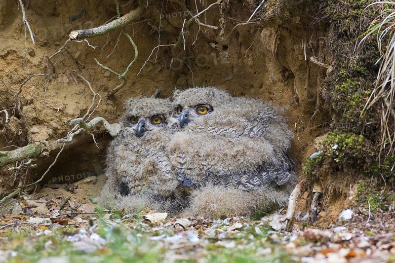 Eurasian eagle-owl (Bubo bubo), European eagle-owl two chicks in nest on the ground at base of uprooted tree in forest in spring