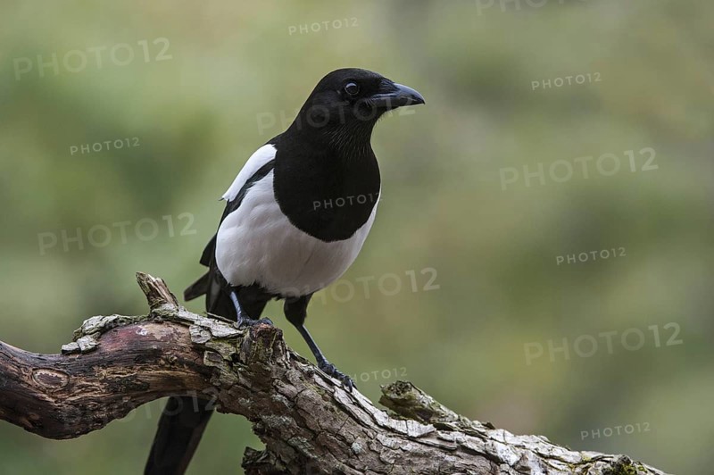 Eurasian Magpie, European Magpie (Pica pica), Common Magpie perched on branch