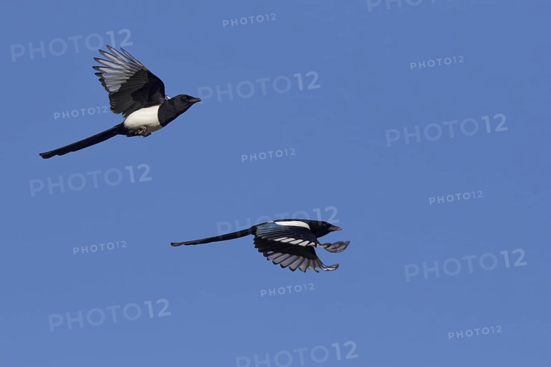 Two Eurasian magpies (Pica pica), common magpie in flight against blue sky