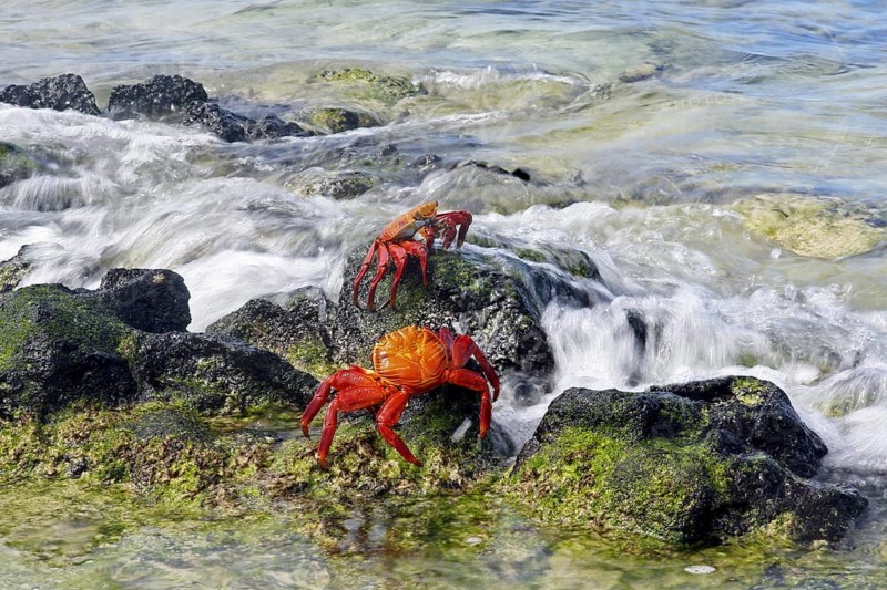 Sally lightfoot crabs (Grapsus grapsus), red rock crab, abuete negro in the surf, Las Bachas Bay on Santa Cruz island, Galápagos Islands, Ecuador, Latin America, South America