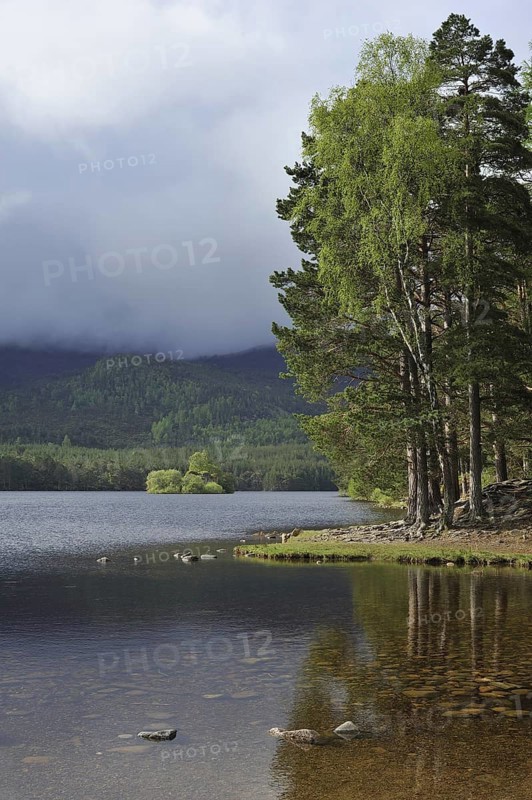 Scots pine (Pinus sylvestris) woods around Loch an Eilean in Rothiemurchus, remnant of the Caledonian Forest in the Cairngorms National Park, Scotland, UK