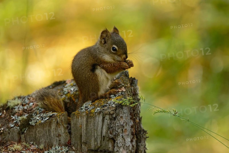 Common Canadian red squirrel (Tamiasciurus hudsonicus) sitting on tree stump, eating, Yukon Territory, Canada, North America