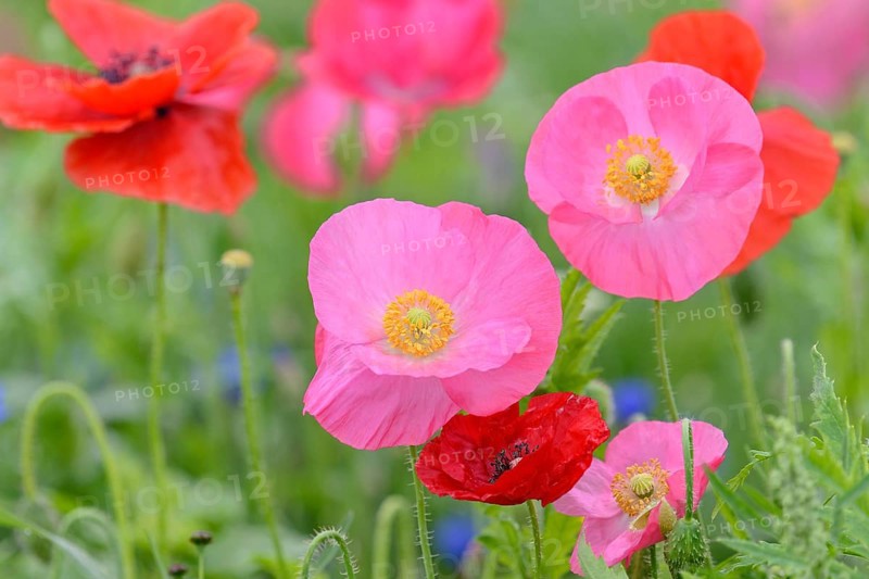 Flowering strip, flowering area with poppy flowers (Papaver rhoeas) and cornflowers (Centaurea cyanus), North Rhine-Westphalia, Germany, Europe