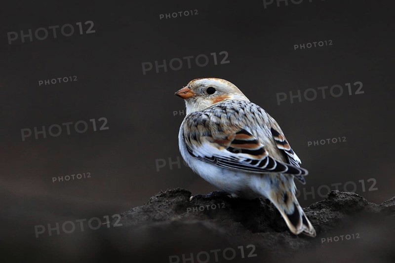 A snow bunting (Plectrophenax nivalis) rests in a winter field, its white plumage contrasting with the dark brown soil, Landshut, Bavaria, Germany, Europe