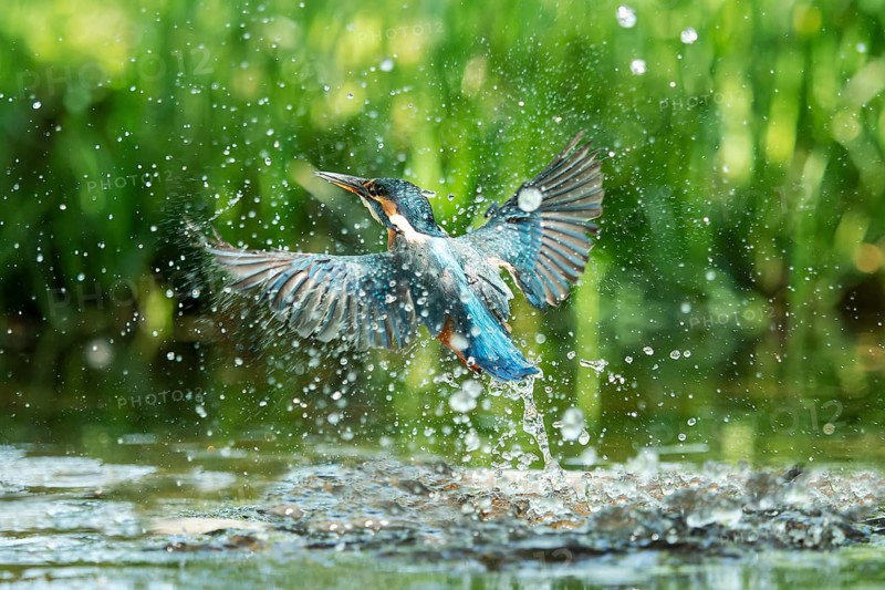 Common kingfisher (Alcedo atthis) unsuccessful fishing kingfisher flies up out of the water after hunting, North Rhine-Westphalia, Germany, Europe