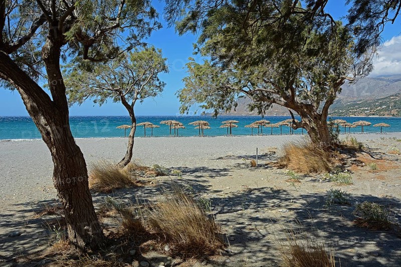 Tamarisk trees and parasols on the beach, Plakias, Crete, Greece, Europe