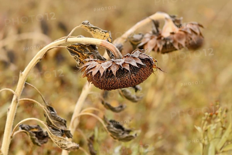 Withered dry sunflower with hanging flower head