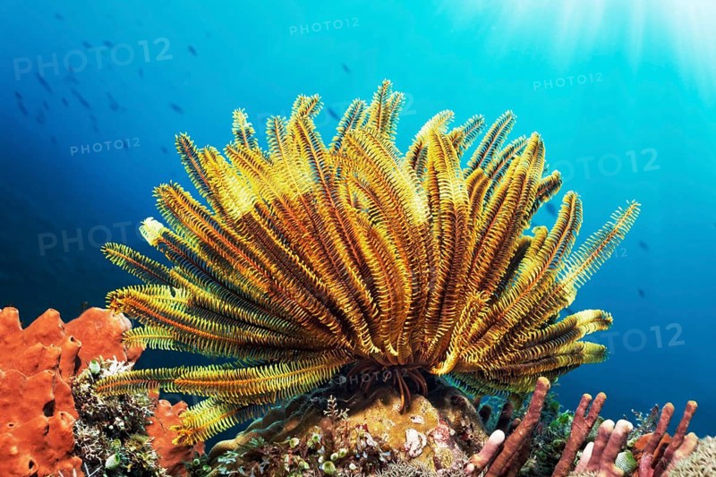 Bennnetti's feather star, yellow (Oxycomanthus bennetti) on coral reef in backlight, sunrays, Great Barrier Reef, UNESCO World Heritage Site, Coral Sea, Coral Sea, Pacific Ocean, Cairns, Queensland, Australia, Oceania