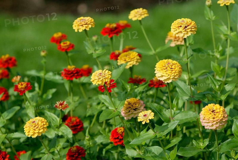 Zinnias (Zinnia elegans)