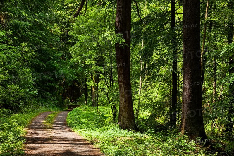 The Tharandt Forest, formerly known as the Grillenburg Forest, is a landscape in the centre of Saxony and lies southwest of the forestry town of Tharandt, south of the town of Wilsdruff