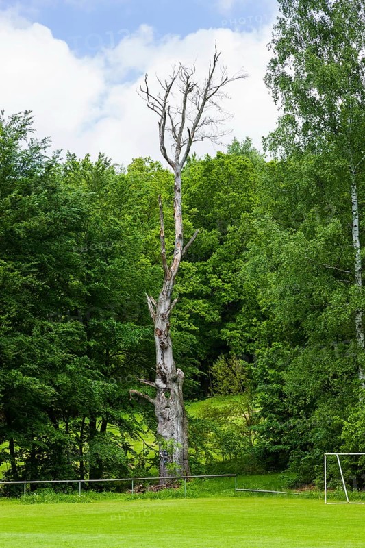 The Tharandt Forest, formerly known as the Grillenburg Forest, is a landscape in the centre of Saxony and lies southwest of the forestry town of Tharandt, south of the town of Wilsdruff