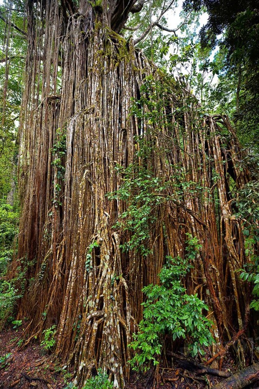 Curtain strangler fig (Ficus virens), tropical tree, tree, rainforest, jungle, Atherton tablelands, Queensland, Australia, Oceania