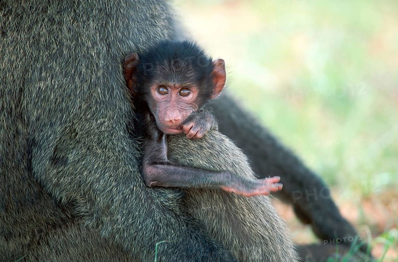 Young Anubis Baboon (Papio anubis), Samburu game reserve, Kenya (Papio cynocephalus anubis)