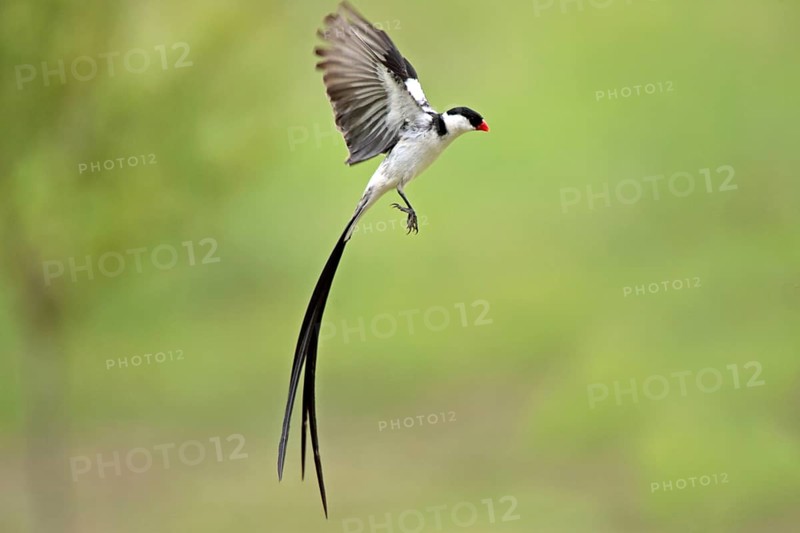 Dwarf widow, male, mating, Sabie Sand Game Reserve, pin-tailed whydah (Vidua macroura)