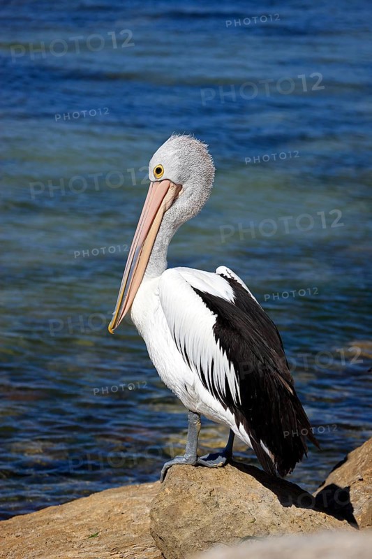 Australian Pelican (Pelecanus conspicillatus), Kangaroo Island, Australia, Oceania
