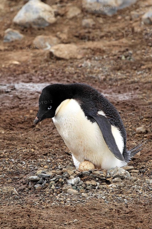 Adelie Penguin (Pygoscelis adeliae), adult breeding with clutch, Antarctica, Devil Island, Weddell Sea, Antarctica