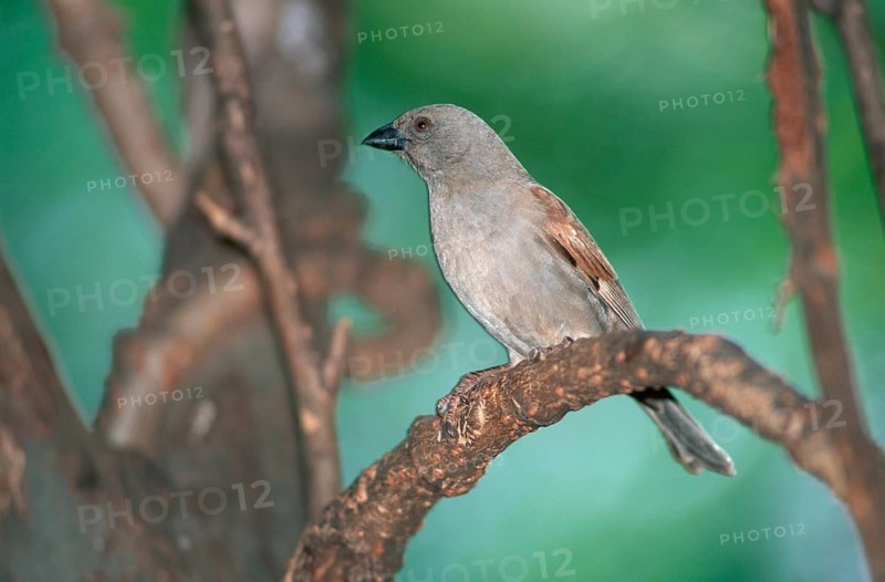 Northern grey-headed sparrow (Passer griseus), Samburu Game Reserve, Kenya, Samburu Game Reserve, animals, bird, songbirds, weaver birds, outdoor, landscape, horizontal, adult, sitting, Africa