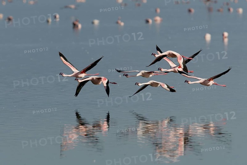 Lesser Flamingos (Phoeniconaias minor) at lake Nakuru, Nakuru national park, Kenya, Africa