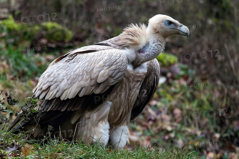 Griffon vulture (Gyps fulvus), captive, Bad Mergentheim Wildlife Park, Baden-Württemberg, Germany, Europe