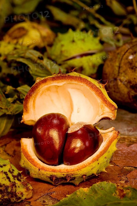 chestnuts