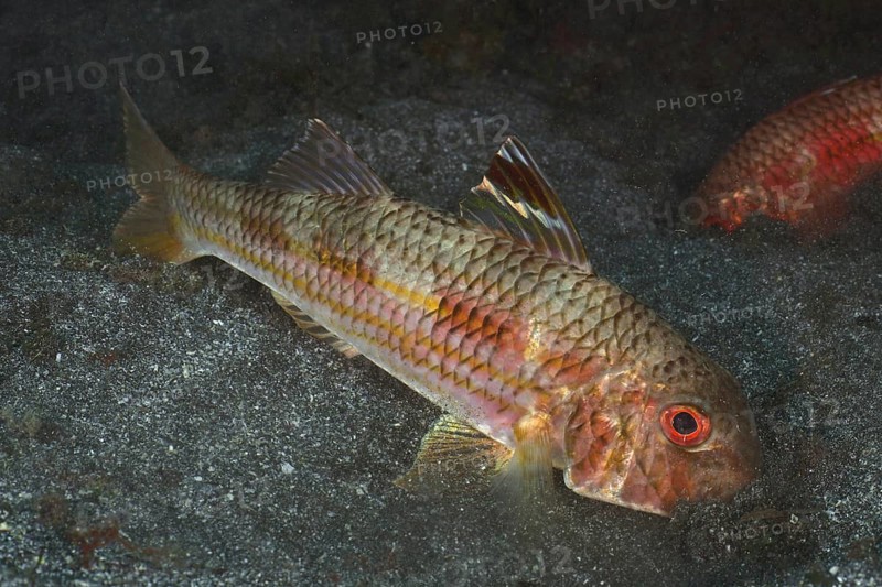 Striped red mullet (Mullus surmuletus) foraging, dive site El Cabron Marine Reserve, Arinaga, Gran Canaria, Spain, Atlantic Ocean, Europe
