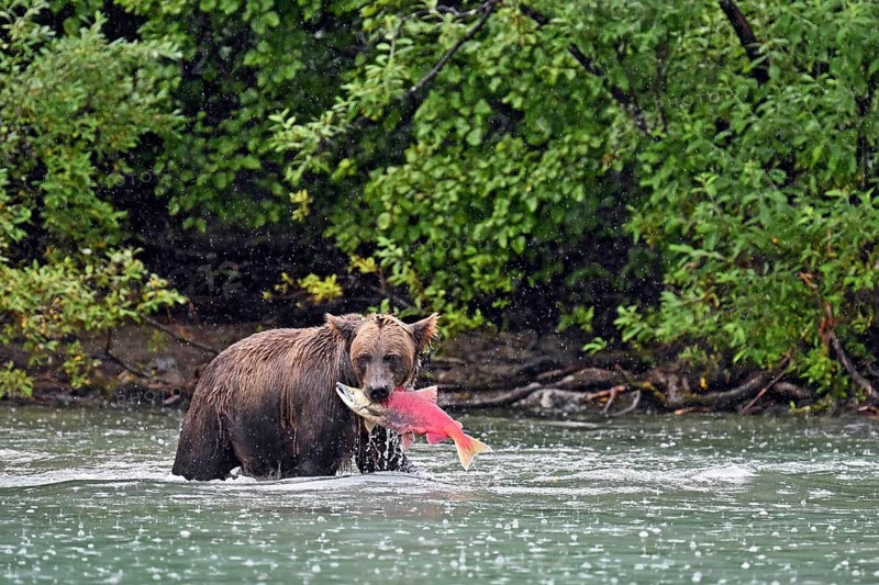 Brown bear (Ursus arctos) standing in the water with a freshly caught salmon in its mouth, Lake Clark National Park, Alaska