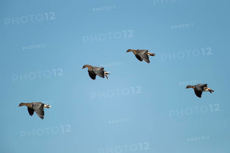 Pink-footed goose (Anser brachyrhynchus) four adult birds in flight, Norfolk, England, United Kingdom, Europe