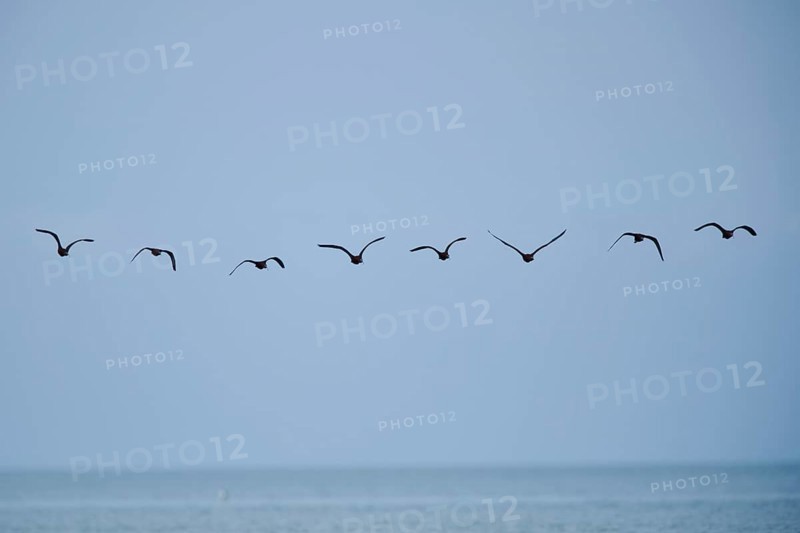 Glossy ibis (Plegadis falcinellus) flying above the sea, Spain, Europe
