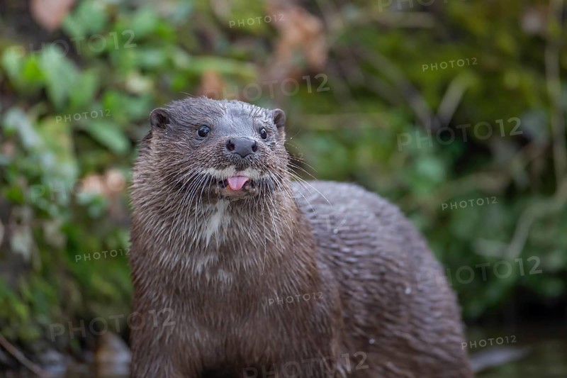 European otter (Lutra lutra) adult animal sticking its tongue out, Norfolk, England, United Kingdom, Europe