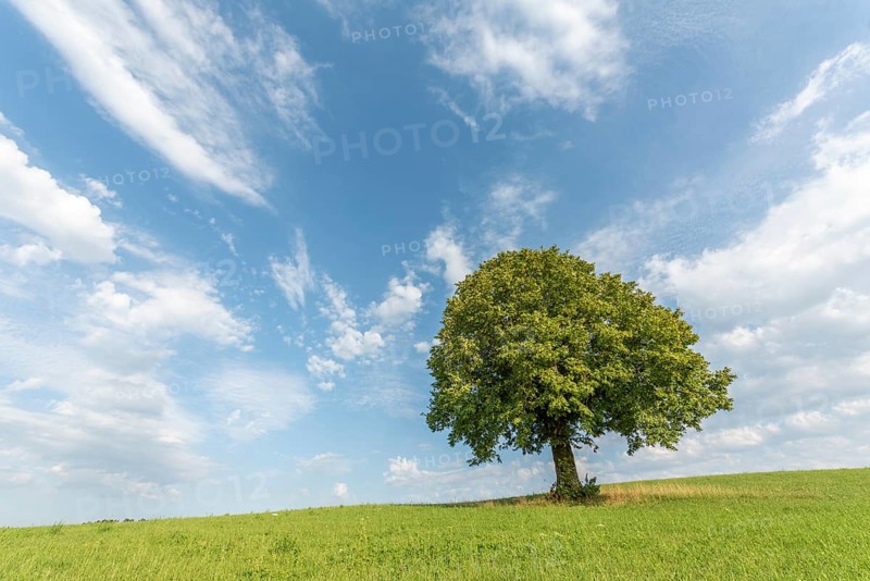 Lone tree on a hill in the French countryside. Jura, Lons-le-Saunier, Burgundy-Franche-Comte, France, Europe