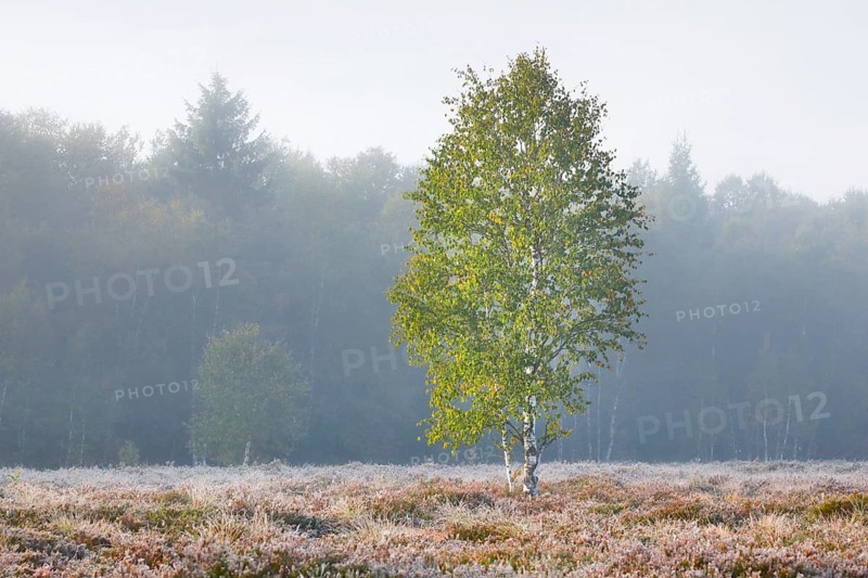 A single birch tree stands in the pastel light of dawn in a moorland covered with heather, fog and hoarfrost are evidence of the cold early autumn night, near Brot-Plamboz in the canton of Neuchâtel, Switzerland, Europe
