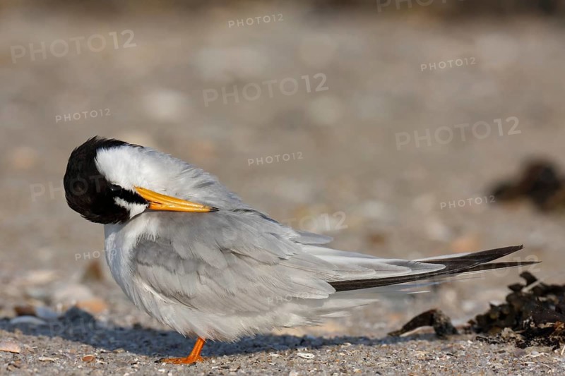 Little Tern (Sternula albifrons), grooming its feathers on the beach, Lower Saxony Wadden Sea National Park, East Frisian Islands, Lower Saxony, Germany, Europe