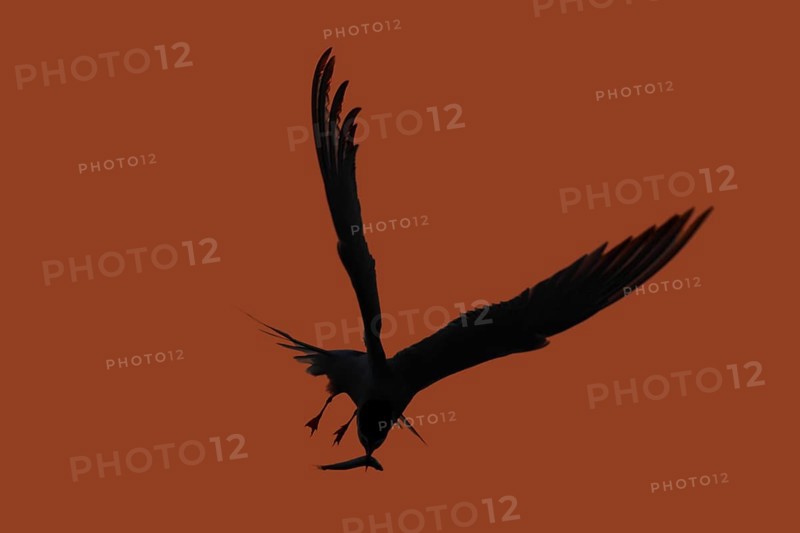 Common Tern (Sterna hirundo), flight study at sunset, in flight with fish in its beak, Lower Saxon Wadden Sea National Park, East Frisian Islands, Lower Saxony, Germany, Europe