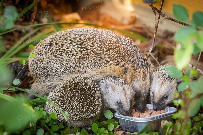 Hedgehog mother with young in the living environment of humans. A near-natural garden is a good habitat for hedgehogs, young hedgehogs can also be fed to give them a better chance of survival for hibernation, Bannewitz, Saxony, Germany, Europe