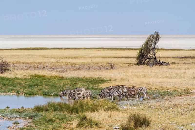 Steppe zebras at a waterhole, Etosha National Park, Namibia, Africa