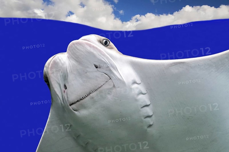 Cownose ray (Rhinoptera bonasus) surfacing, species of eagle ray native to western Atlantic and Caribbean