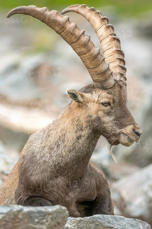 Ibex (capra ibex) in the rocky mountains of the Italian Alps. in the Gran Paradiso National Park. Valsavarenche, Aosta, Italy, Europe