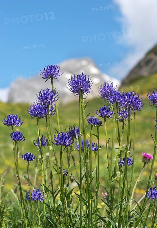 Flowering round-headed rampions (Phyteuma orbiculare) on an alpine meadow, Valais, Switzerland, Europe