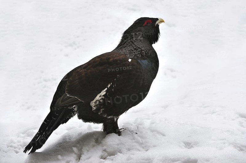 Western Capercaillie (Tetrao urogallus), Wood Grouse, Heather Cock in the snow in winter, Bavarian Forest National Park, Germany, Europe