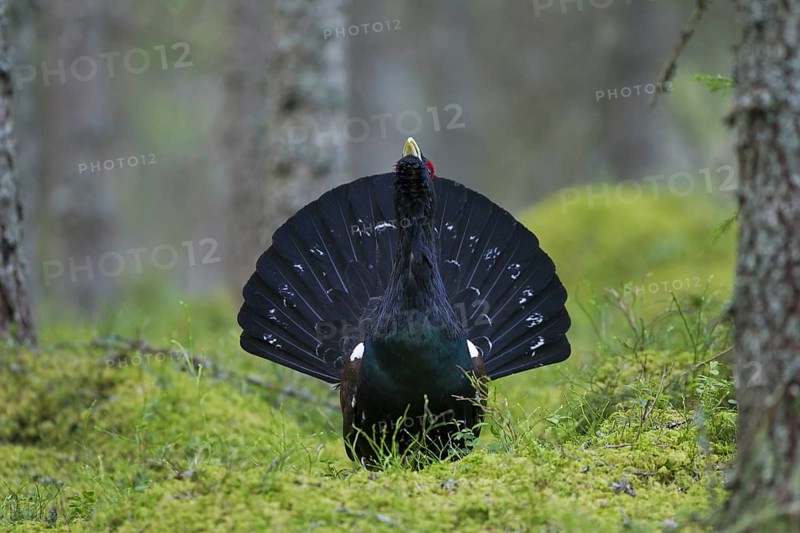 Western Capercaillie (Tetrao urogallus), Wood Grouse, Heather Cock calling during courtship display in forest in spring