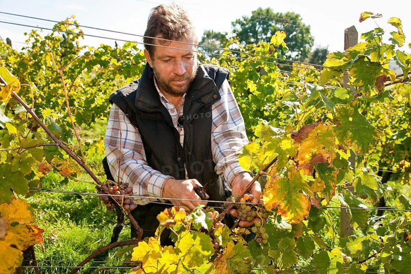 Grape grape harvest at the Klaus Zimmerling winery